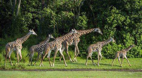 Masai Giraffe Calf Arrives On Savanna At Disneys Animal Kingdom