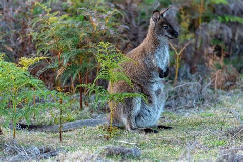 Tasmanian Wallaby In Narawntapu National Park Tasman David