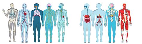 What Are The 4 Main Organ Systems A Vital Guide