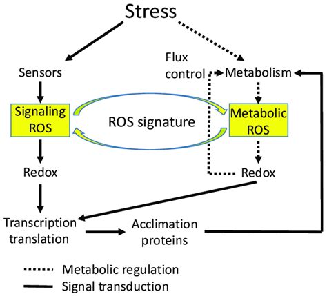 The Role Of Reactive Oxygen Species ROS In Abiotic Stress