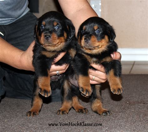 German Rottweiler Puppies | Rottweiler Breeder | Rottweiler Puppies For Sale