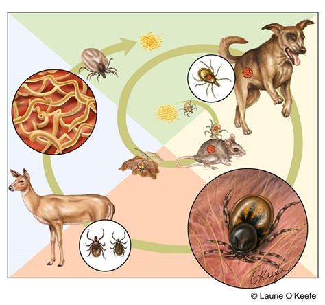 Illustration By Laurieokeefe Of The 2 Year Life Cycle Of The