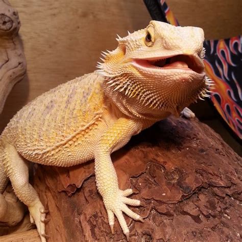 How To Breed Bearded Dragons Guides For A Beginner Timeline Pets