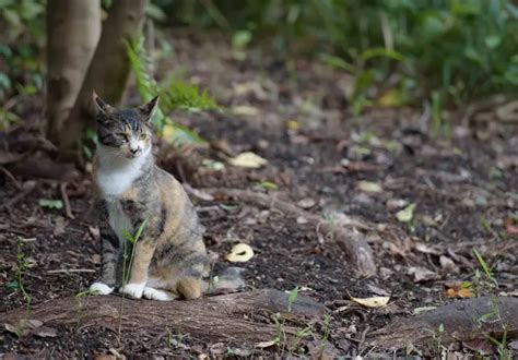 As Palm Coast Looks To Rewrite Feral Cat Rules Advocates Plead For