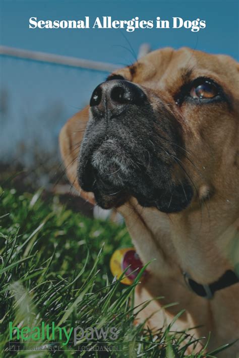 The Most Common Seasonal Allergies in Dogs | Pet allergies ...
