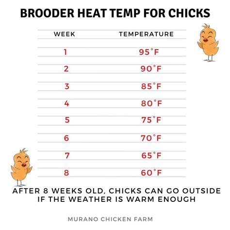 Baby Chick Temperature Chart Images And Photos Finder