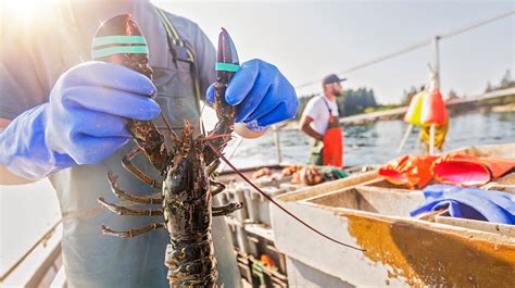 Dumping Day Marks The Start Of Nova Scotias Lobster Season Huffpost News