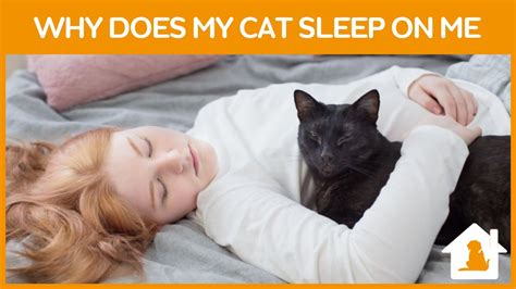Why Does My Cat Sleep On Me Top Reasons You Will Love To Know Pets
