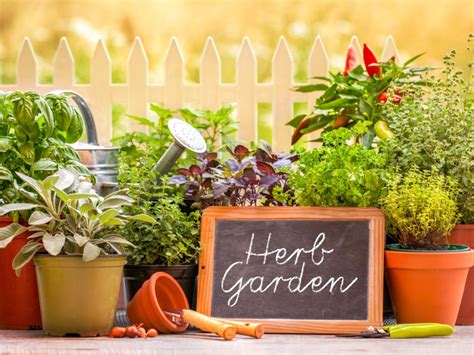 Herb Garden Care How To Care For An Herb Garden