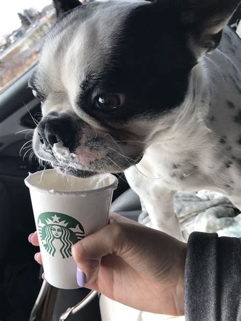 Starbucks Puppuccino Dog Toy Earline Parkinson