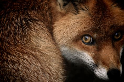 Wallpaper Red Fox National Geographic Hd Animals 1387