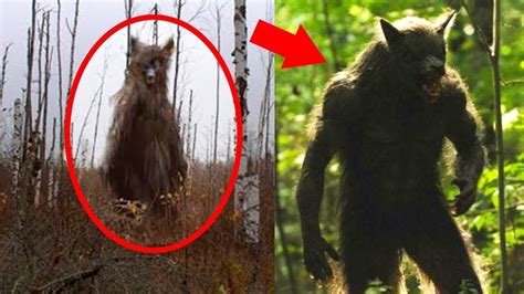 Real Werewolf Sightings