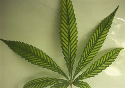 7 Common Cannabis Plant Deficiencies And Leaf Symptoms Sensi Seeds