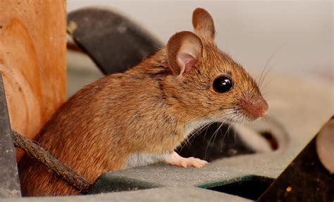 Royalty Free Photo Brown Mouse In Closeup Photo Pickpik