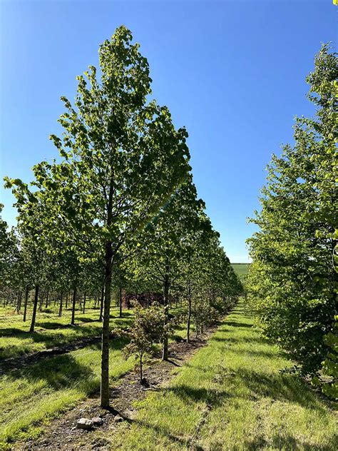 Tilia Cordata Greenspire Small Leaf Lime Nangle And Niesen