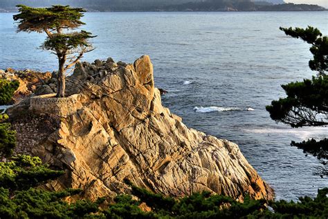 The Lone Cypress At Sunset On 17 Mile Drive In Pebble Beach California