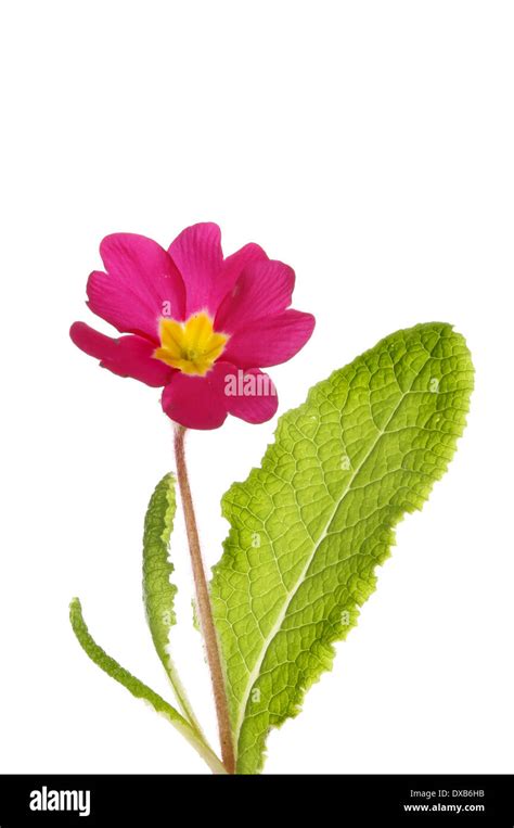 Red Primrose Flower And Leaves Isolated Against White Stock Photo Alamy