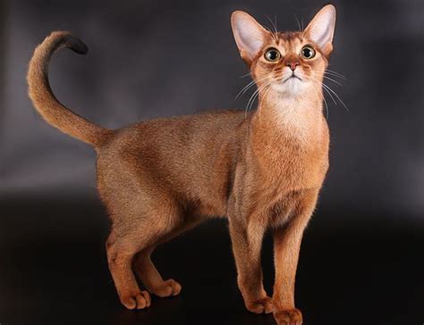 Abyssinian Cat Price And Cost Range Abyssinian Kittens For Sale Price