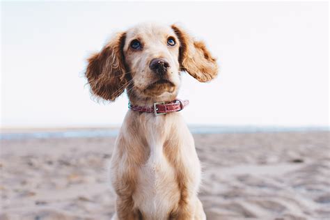 5 Ways To Read Your Dogs Body Language Petsthetics