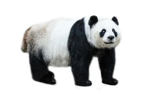 Panda Animal Giant Panda White Background Pictures Images And Stock