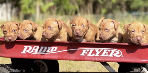 Red Nose Pitbull Puppies As Seen On Espn Sale 2023 Powerful