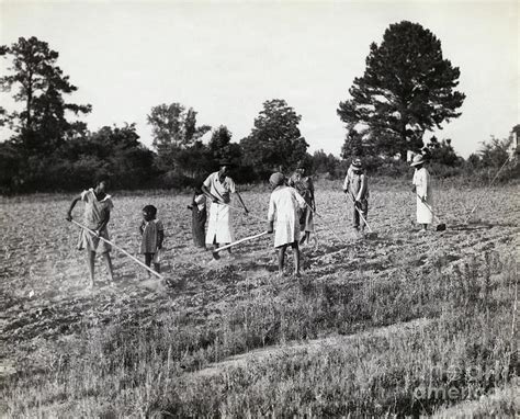 People Hoeing Cotton Field In Alabama By Bettmann