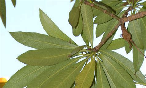 Quinine Tree Rauvolfia Caffra