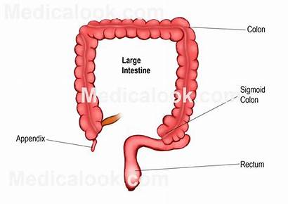 Intestine Human Colon System Digestive Role Disimpan