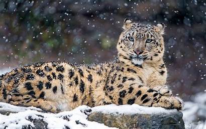 4k Snow Leopard Wallpapers Resolutions 2400