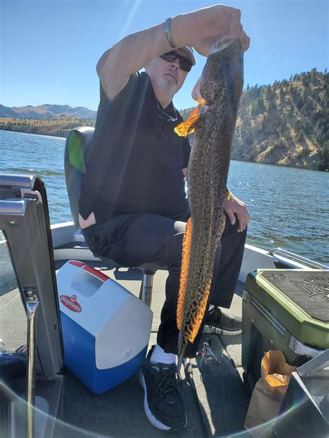 32 Inch Lingburbot Caught In Holter Reservoir Montana Hunting And