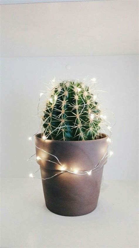 Browse and add best hashtags to amplify your creativity on picsart community! Pin by kensihope on succulents. | Fondos de pantalla verde ...