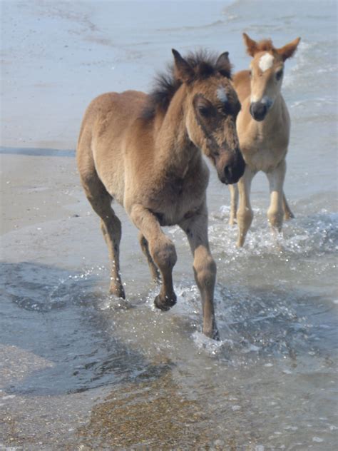 wild horses   outer banks wild horses   beach  flickr