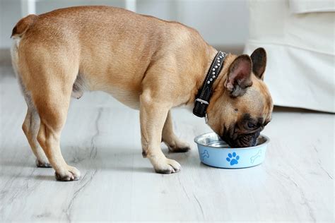 Most dog foods fall within the acceptable range set by the association of american feed control officials. How Much Food Should I Feed My Dog? | Canna-Pet®