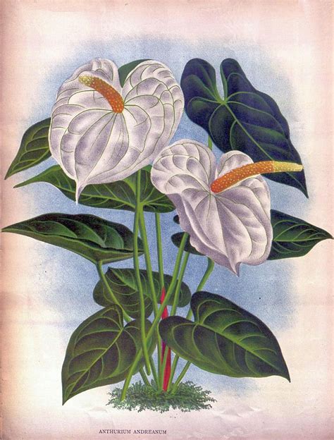 Antique French Botanical Print White Anthurium Tropical Flower Etsy