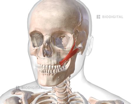 Left Zygomaticus Major Biodigital Anatomy