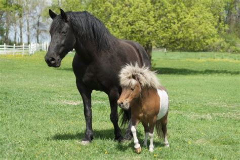 These Adorable Images Of Mini Horses Confirm Once Again That Theyre