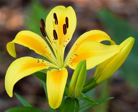 Yellow Tiger Lily W Buds 1 Photograph By Sheri Mcleroy Fine Art America