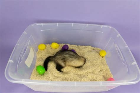 6 Of The Best Diy Ferret Toys You Can Make Now Diy Ferret