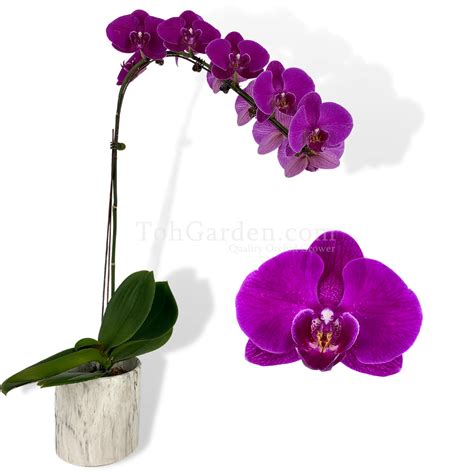 Phalaenopsis Dark Purple Toh Garden Singapore Orchid Plant And Flower