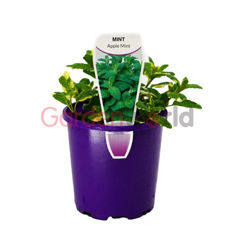 Mint Apple Edible Plants Herbs Gardenworld Nursery