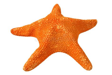 Orange Starfish Isolated On A Stock Image Image Of Nature Shape