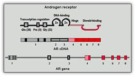 Figure 29 Androgen Receptor Protein Cdna And Gene Endotext Ncbi Bookshelf