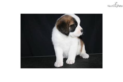 These intelligent dogs are very large in size but are beloved family companions and playmates. Saint Bernard St Bernard Puppy For Sale Near Colorado | Dog Breeds Picture