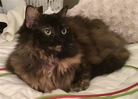 Reese Is A Sweet Little Tortie Chonker With Plenty Of Floof To Go