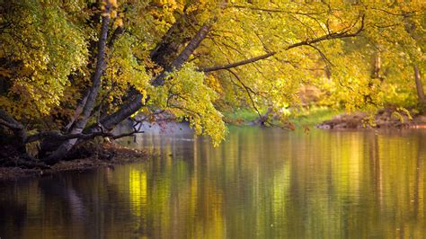 Lake Pond Golden Trees Tropical Forest Stream