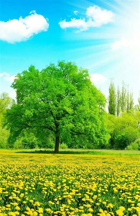 Beautiful Tree In A Beautiful Environment Nature Pictures Beautiful