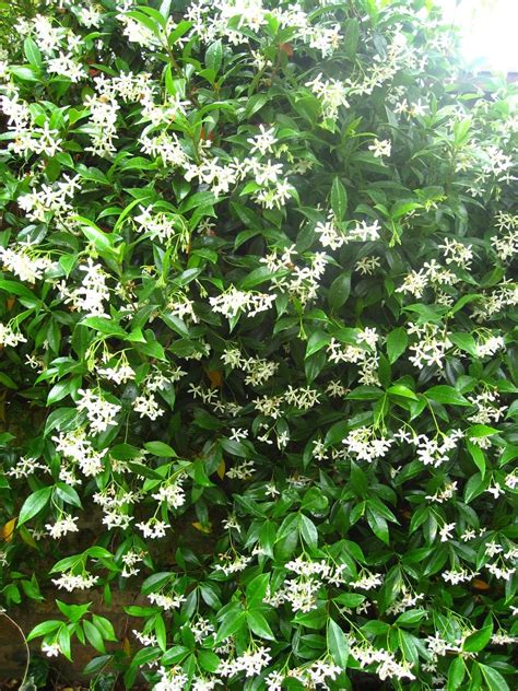 Deer resistant plants is a very common topic in wisconsin, especially in fall. Star Jasmine - for the fence | Small space gardening, Star ...