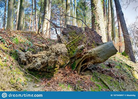 The Effect Of Soil Erosion Fallen Tree Stock Image Image Of