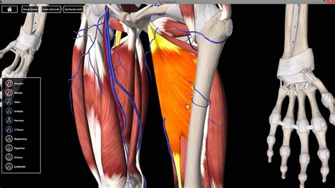 Popliteal Fossa And Posterior Thigh Anatomy YouTube
