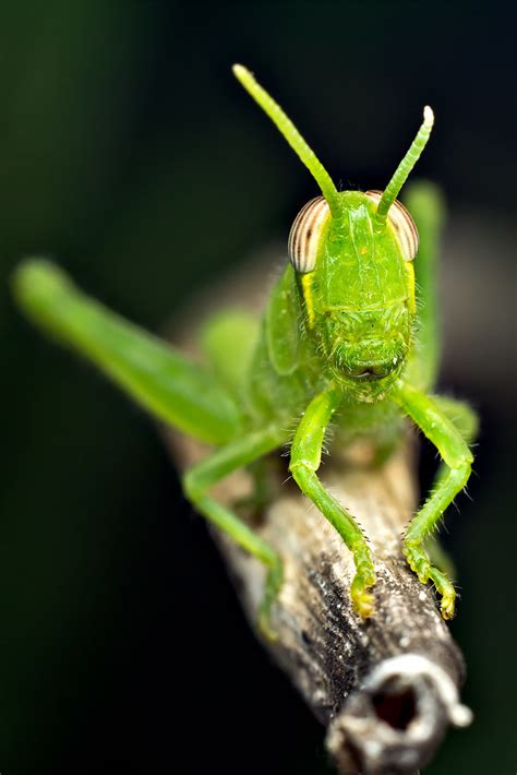 Bright Green Grasshopper Nymph Schistocerca The Photography Forum